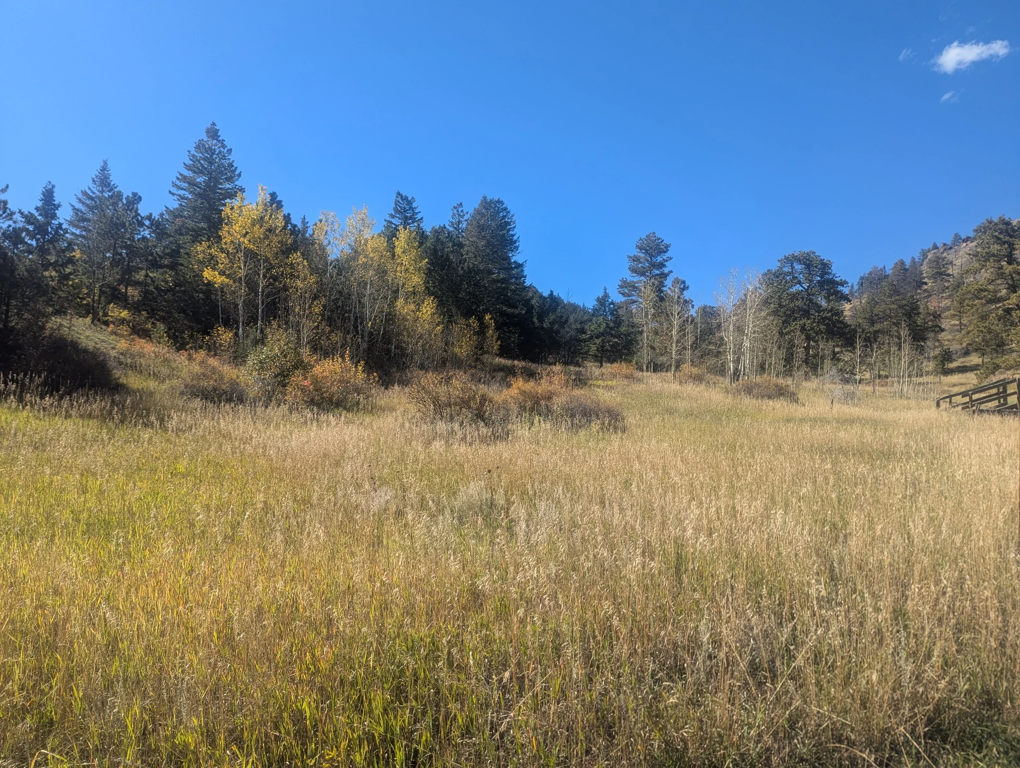 Open mountain meadow and forest